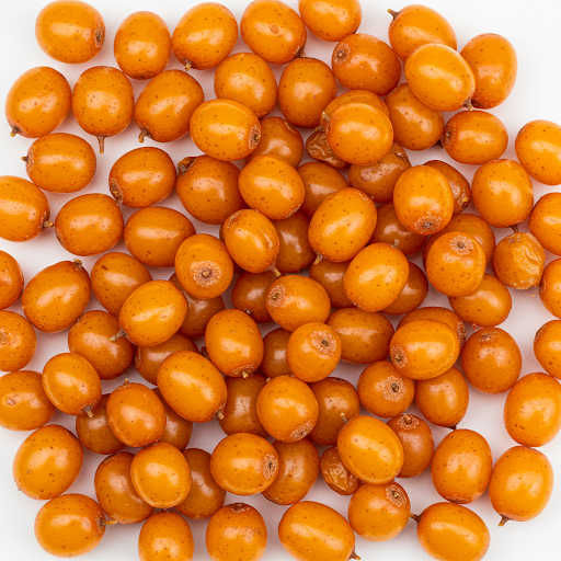 SEA BUCKTHORN EXTRACT