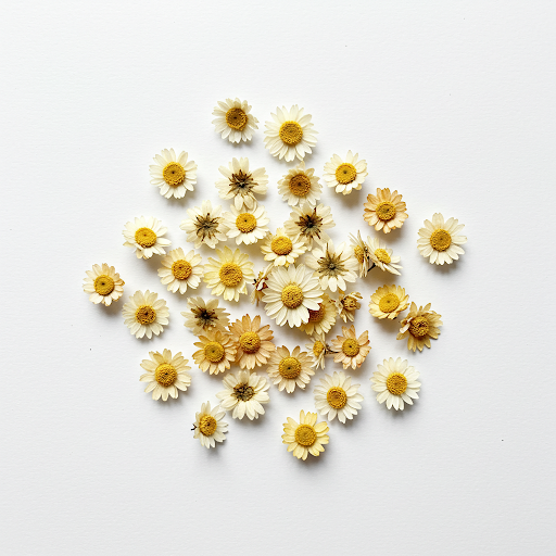 DAISY EXTRACT