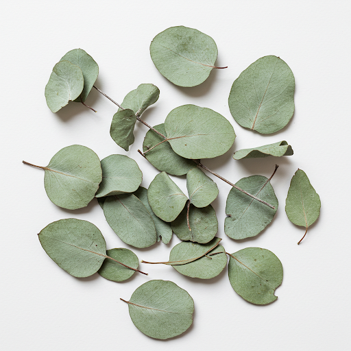EUCALYPTUS EXTRACT