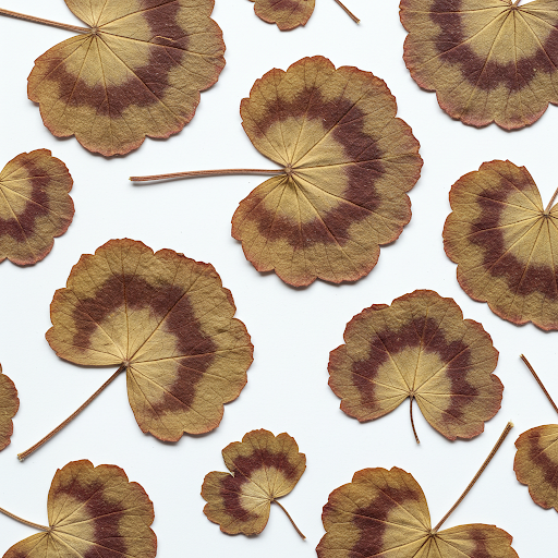 GERANIUM LEAF EXTRACT