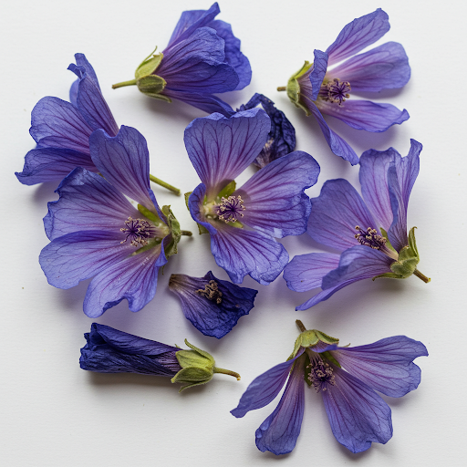 MALVA EXTRACT