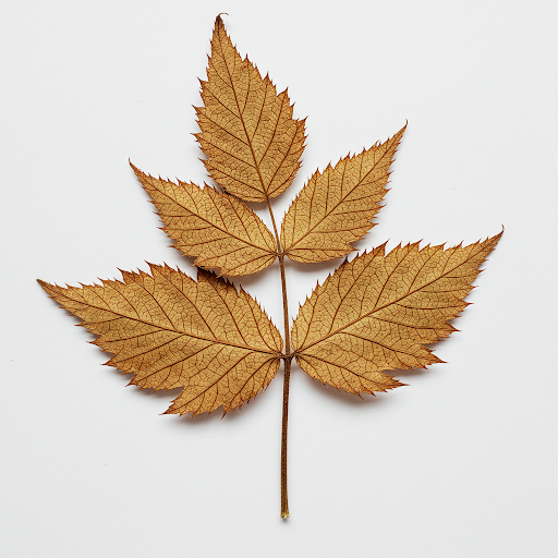RASPBERRY LEAF EXTRACT