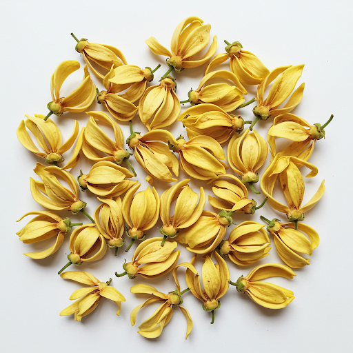 YLANG-YLANG EXTRACT