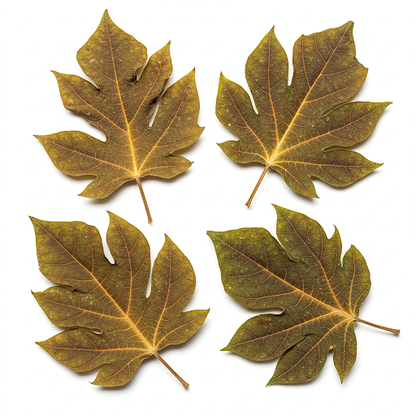 PAPAYA LEAF EXTRACT