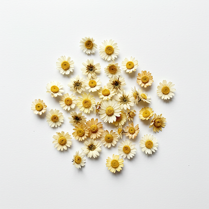 DAISY EXTRACT