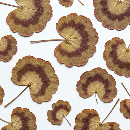 GERANIUM LEAF EXTRACT