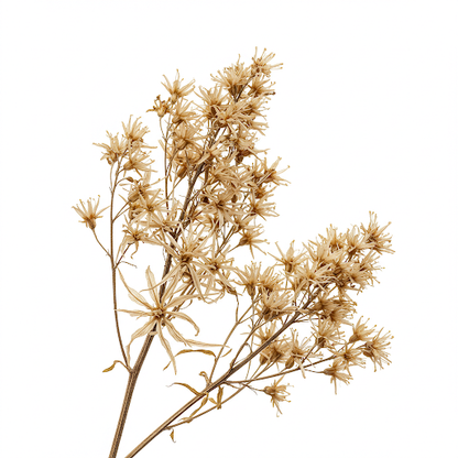 MEADOWSWEET EXTRACT